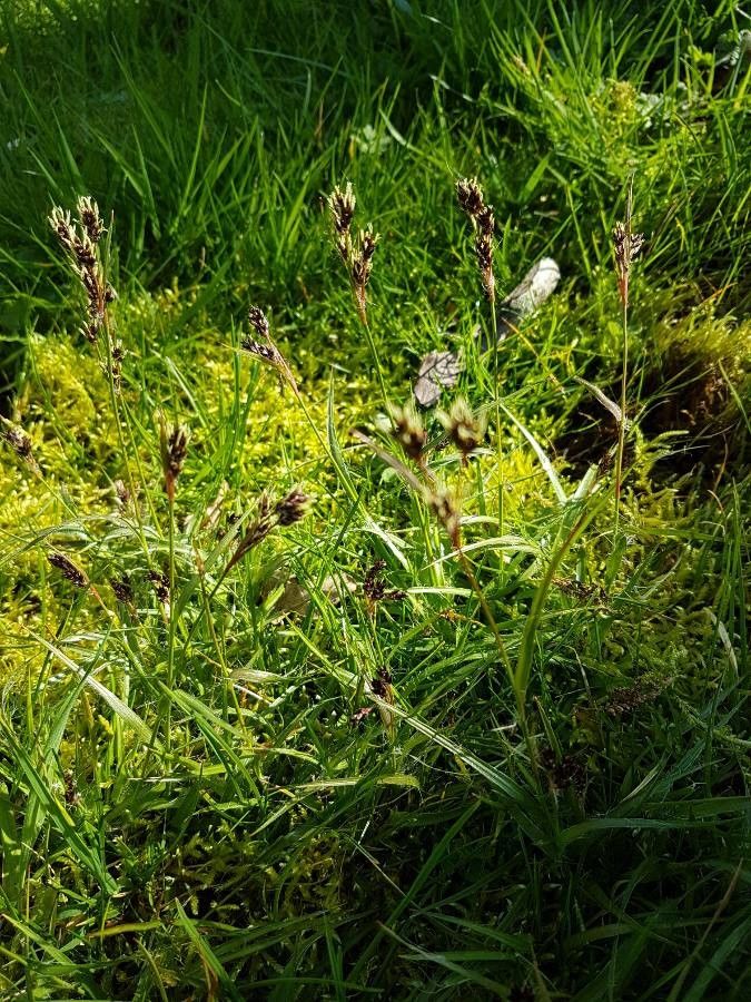 Luzula spicata — houseplant care guide