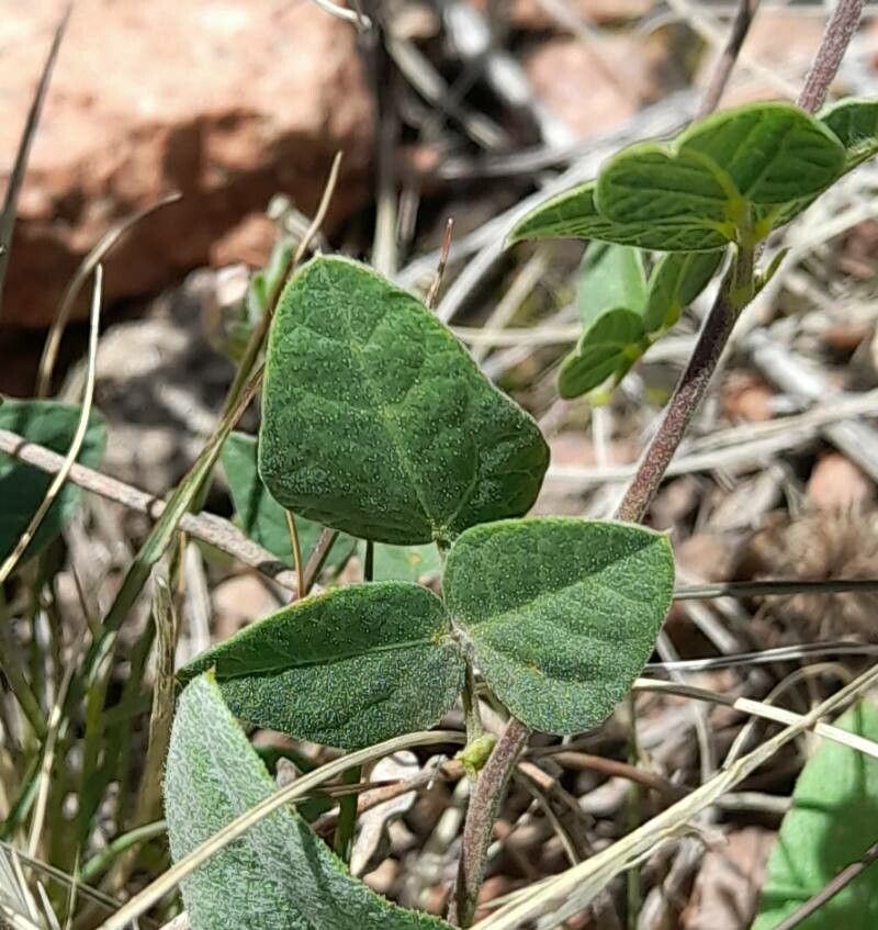 Rhynchosia senna — search result for 'Senna'