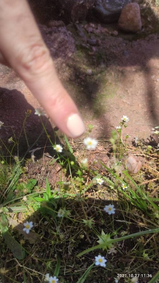 Chaetopappa asteroides flower