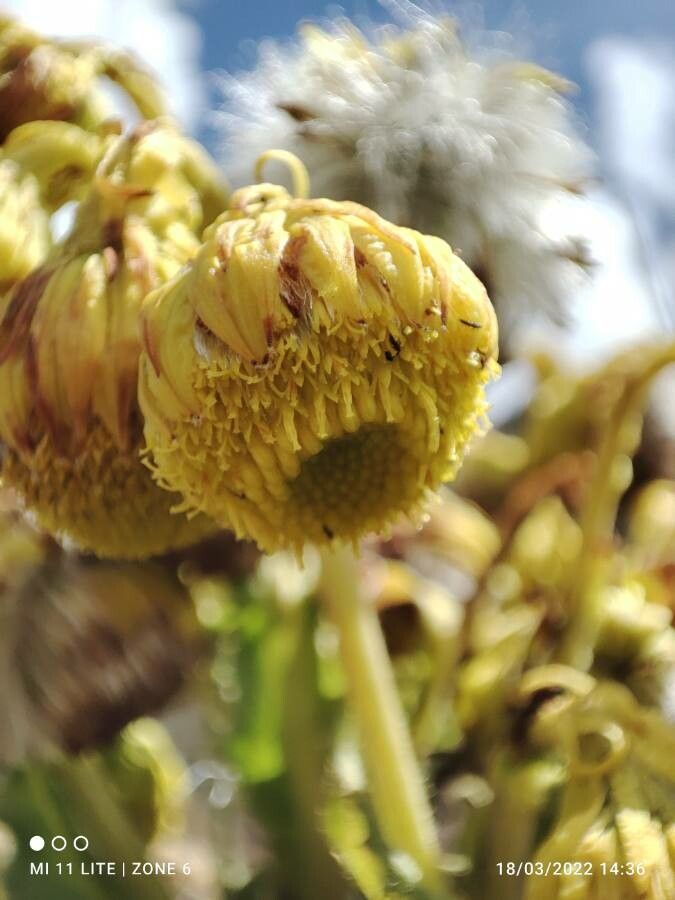 Senecio isabelis flower