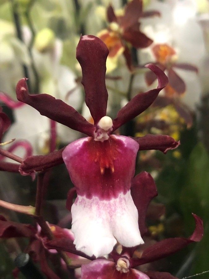 Dendrobium virotii flower