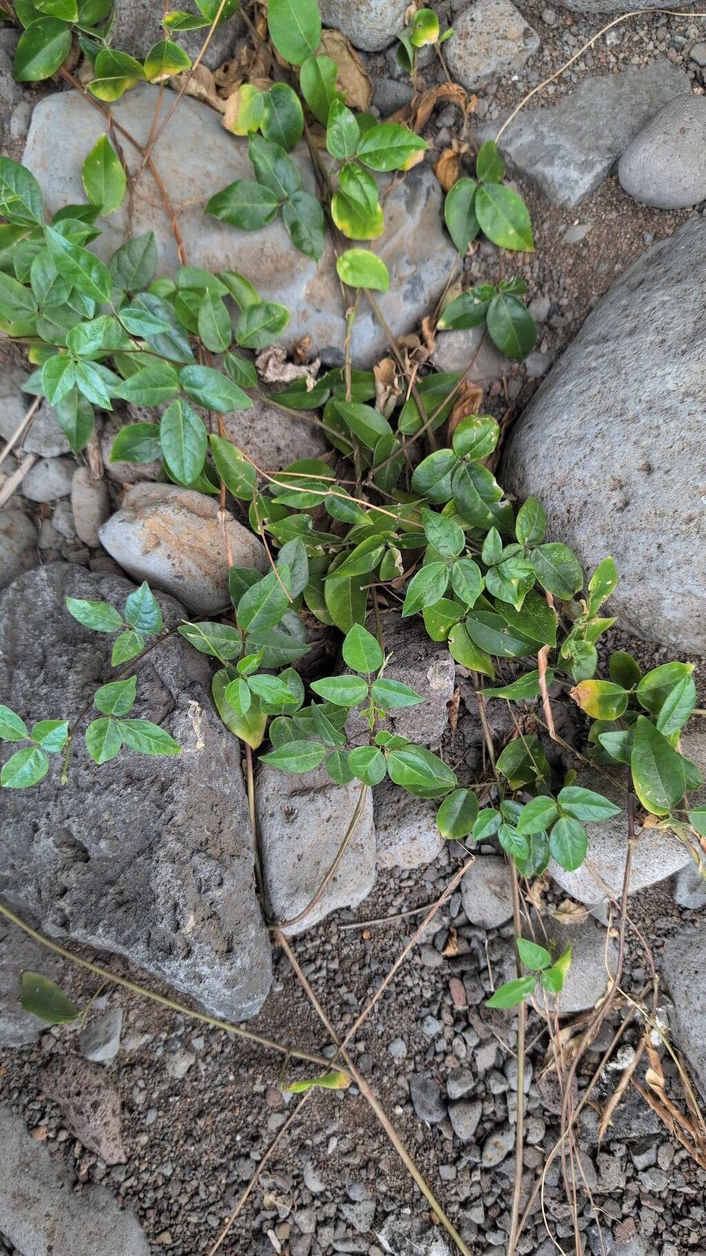 Macrotyloma axillare — related species from the same genus