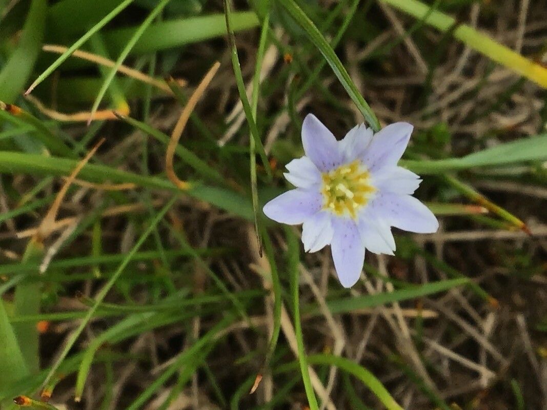 Gentiana boryi flower