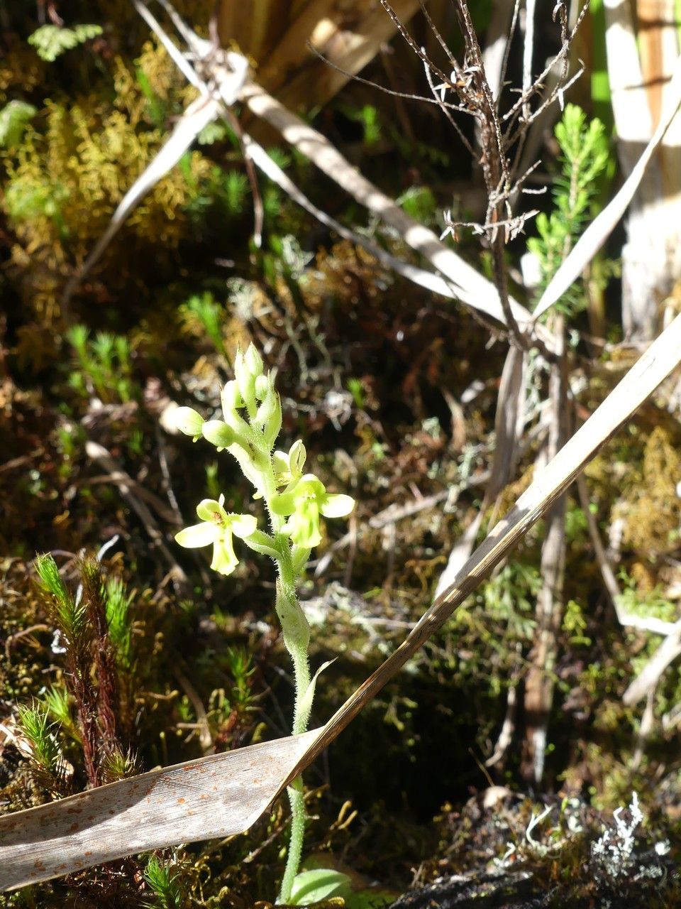 Habenaria citrata flower