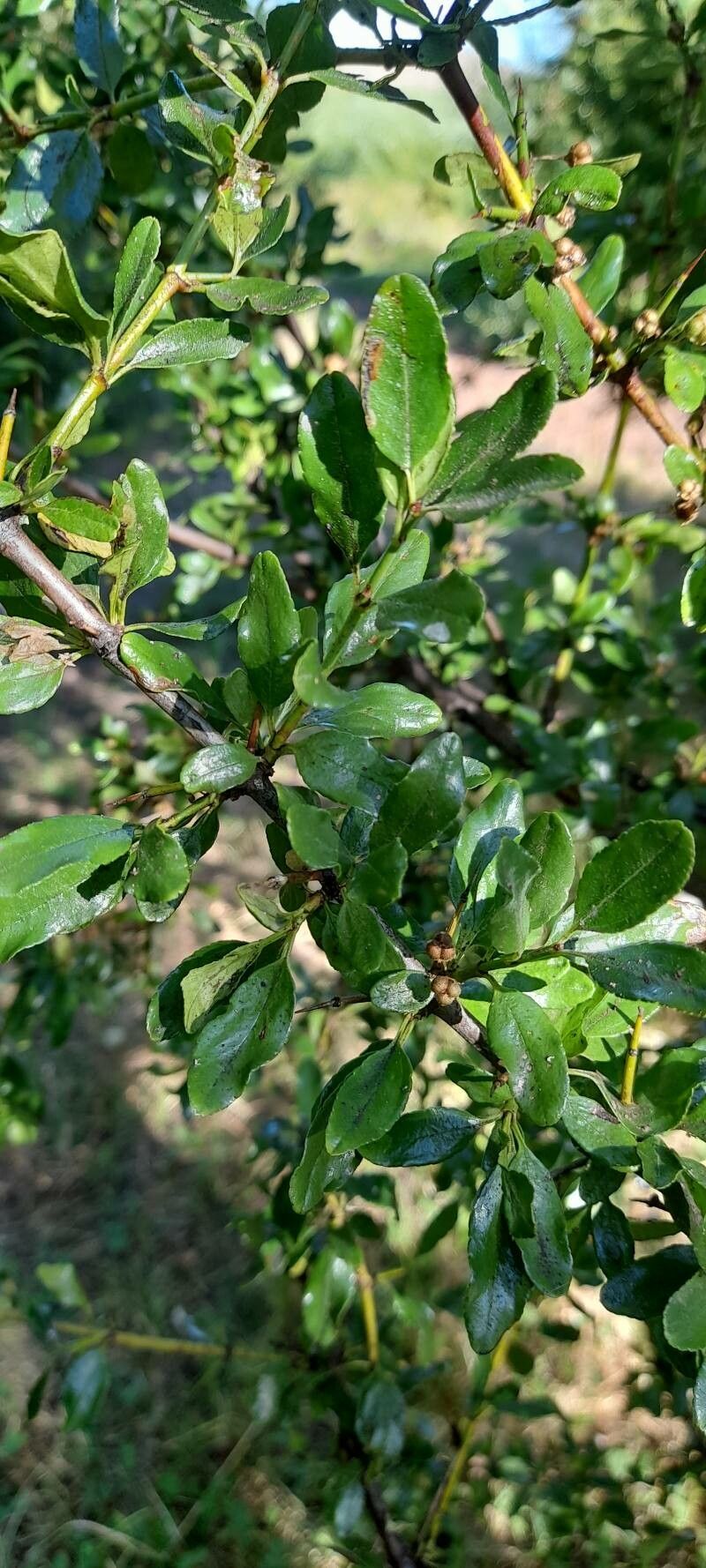 Discaria chacaye leaf