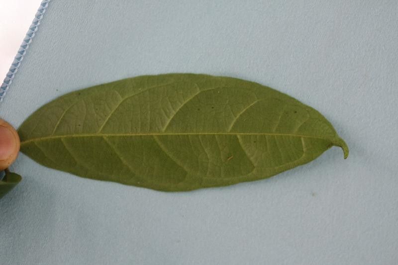 Siparuna poeppigii — houseplant care guide