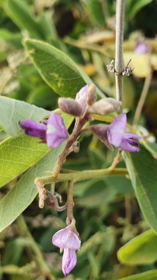 Philenoptera eriocalyx flower