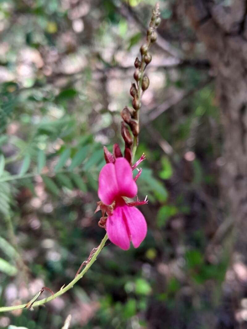 Indigofera pedunculata flower