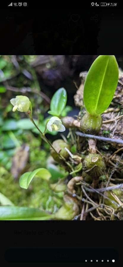 Bulbophyllum lingulatum — search result for 'Bulbophyllum'