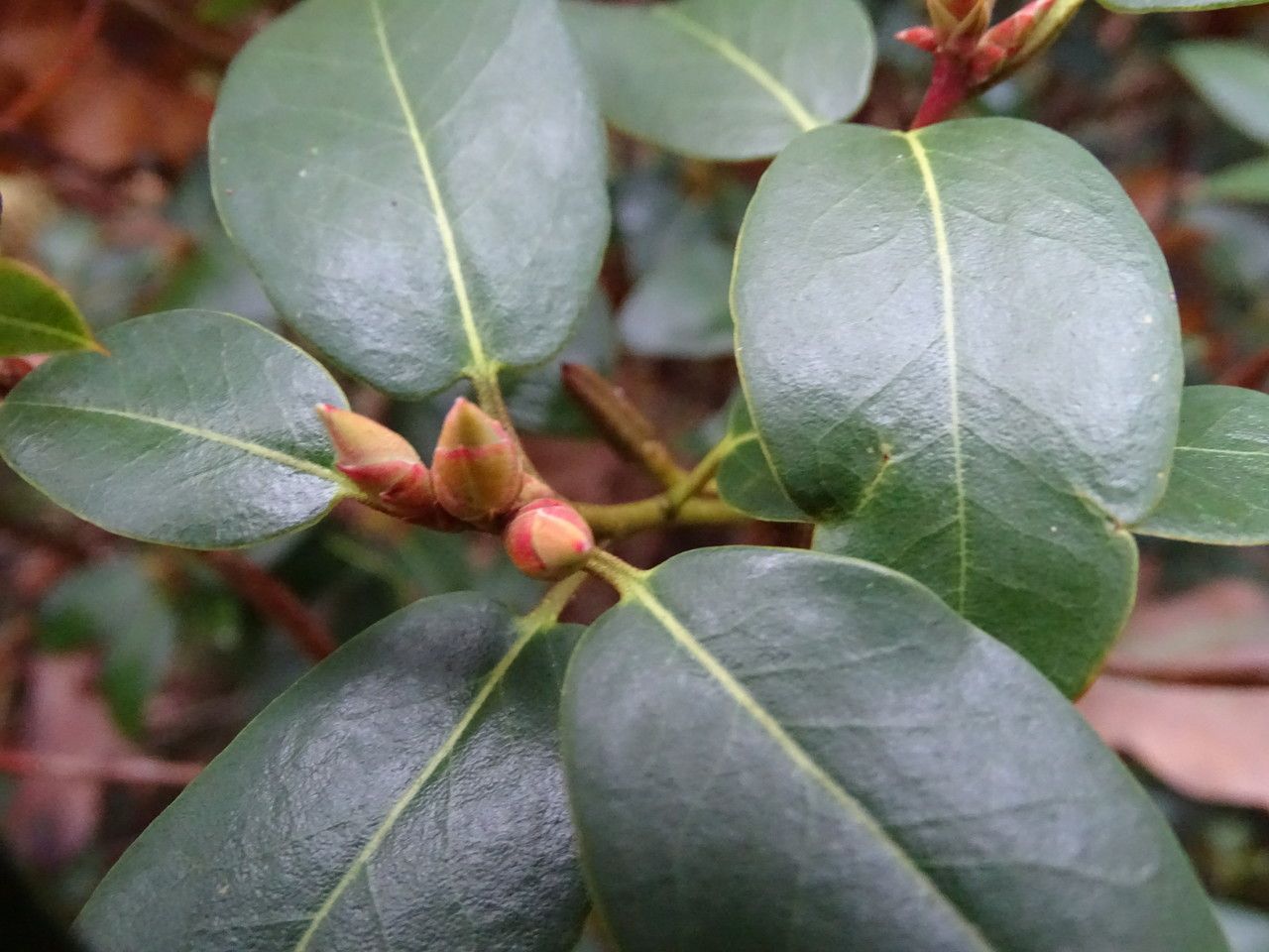 Rhododendron triflorum flower