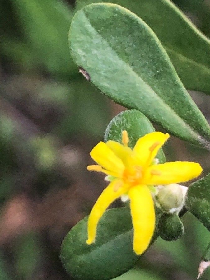 Corokia × virgata flower