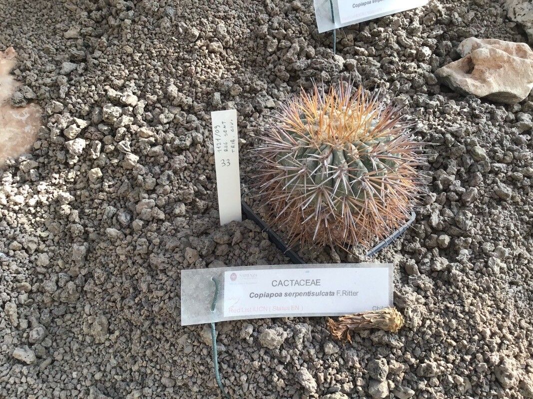 Copiapoa serpentisulcata — houseplant care guide