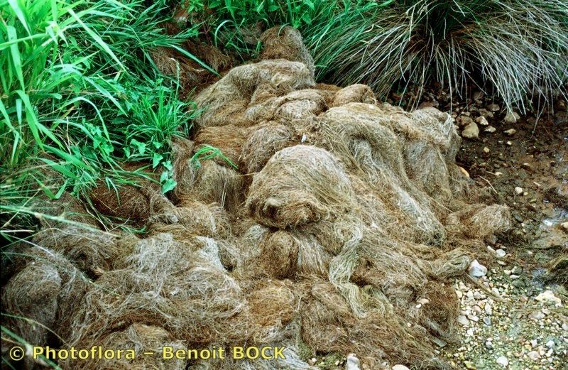 Potamogeton rutilus other