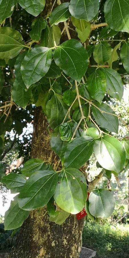 Strychnos nux-vomica leaf