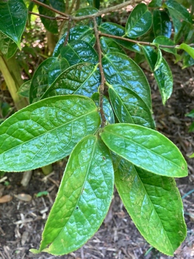 Camellia granthamiana — search result for 'Camellia'