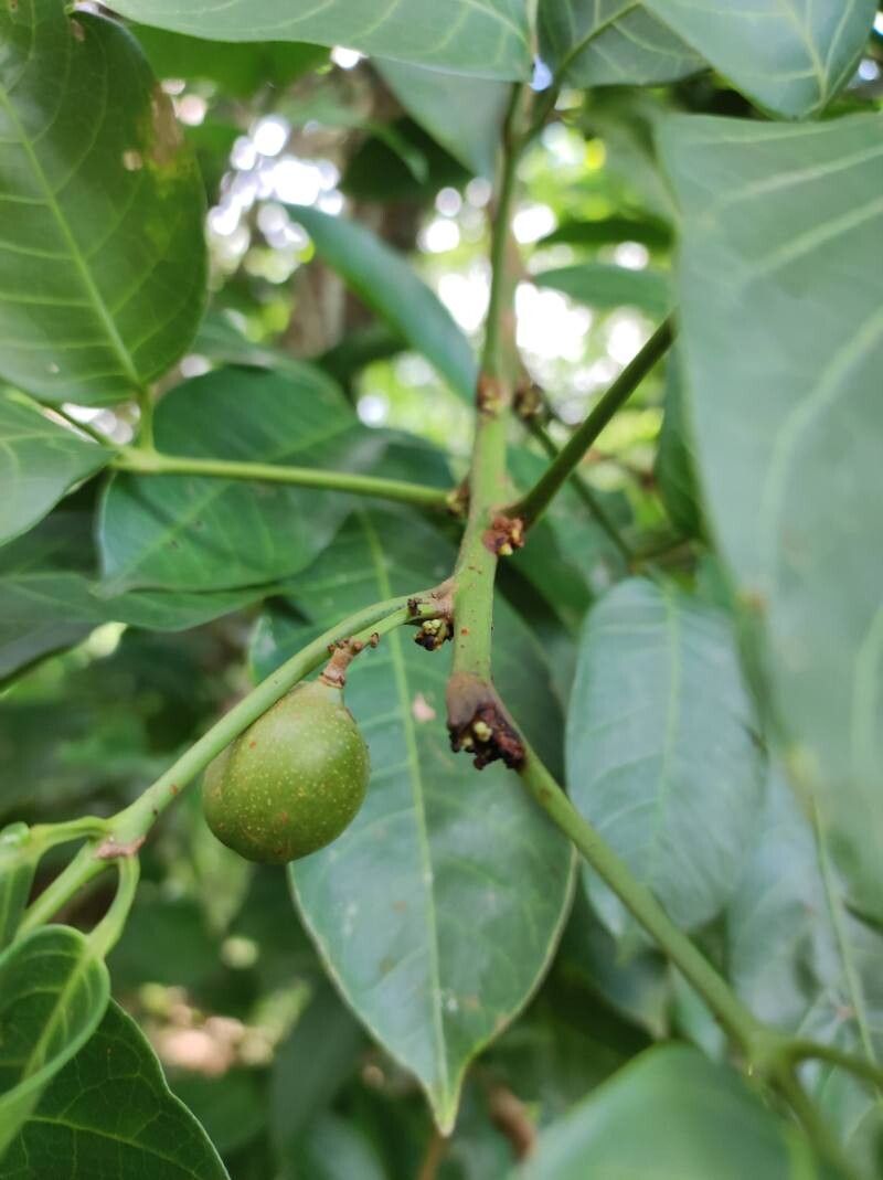 Protium glabrum fruit