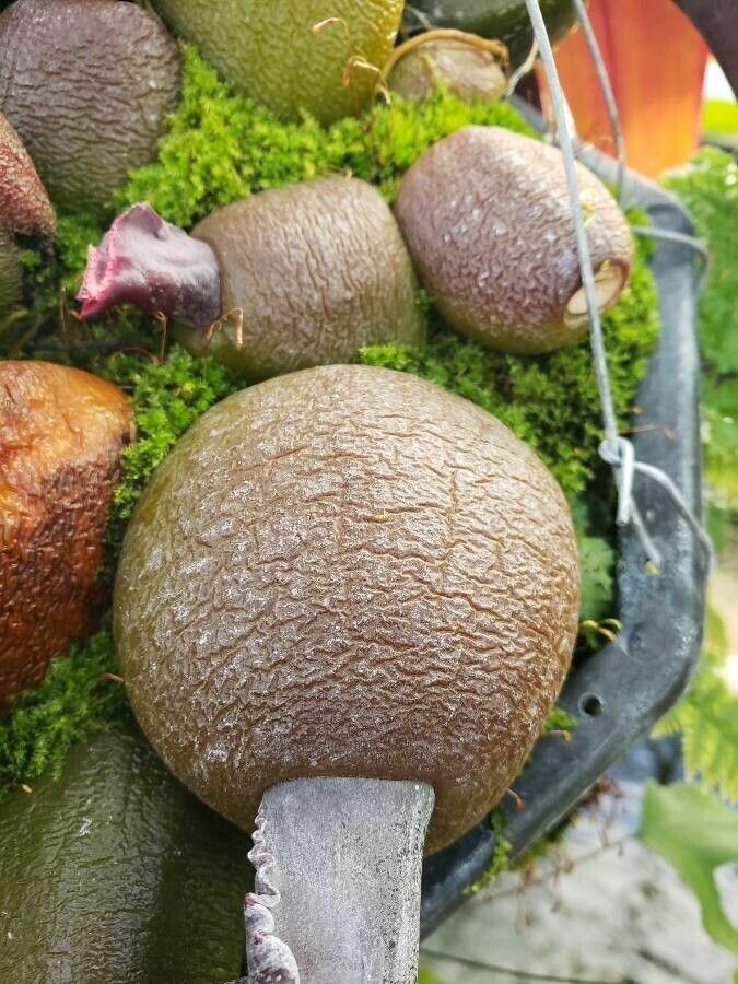 Bulbophyllum fletcherianum other