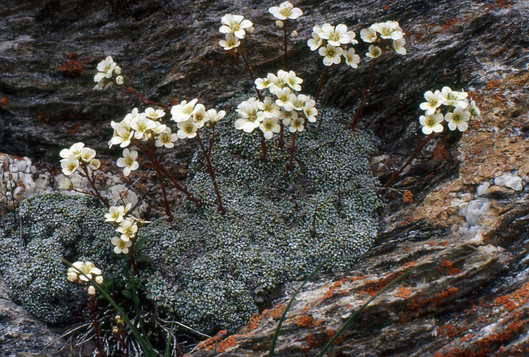 Saxifraga valdensis habit