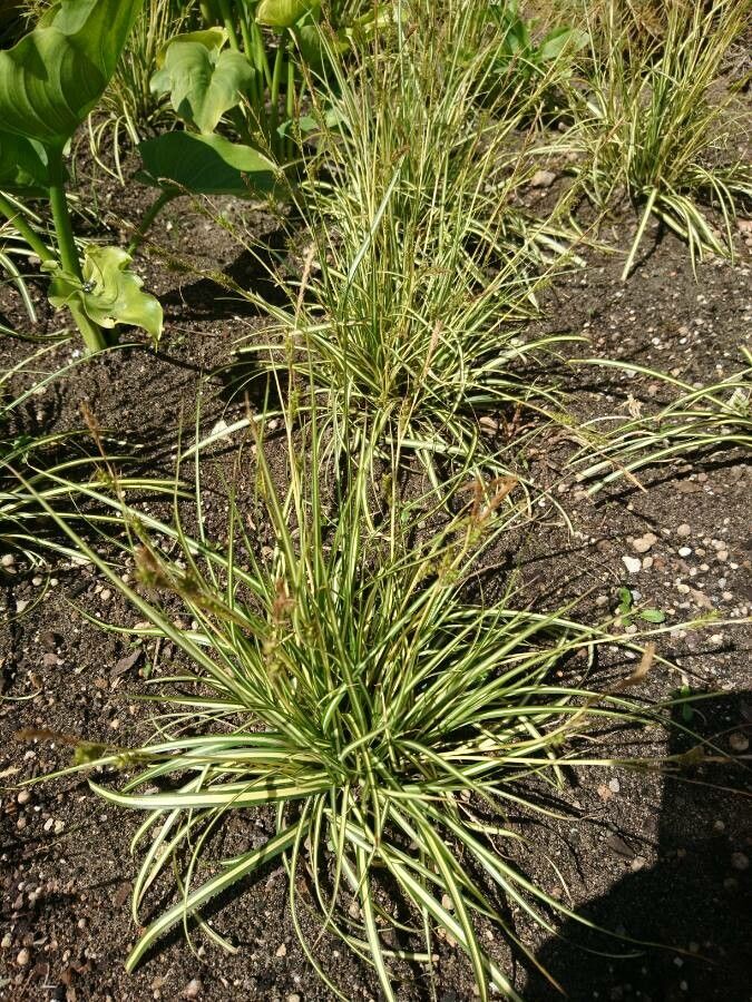 Carex ornithopoda fruit