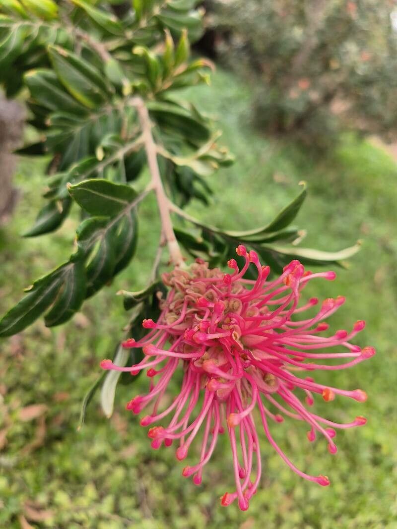 Grevillea candelabroides flower