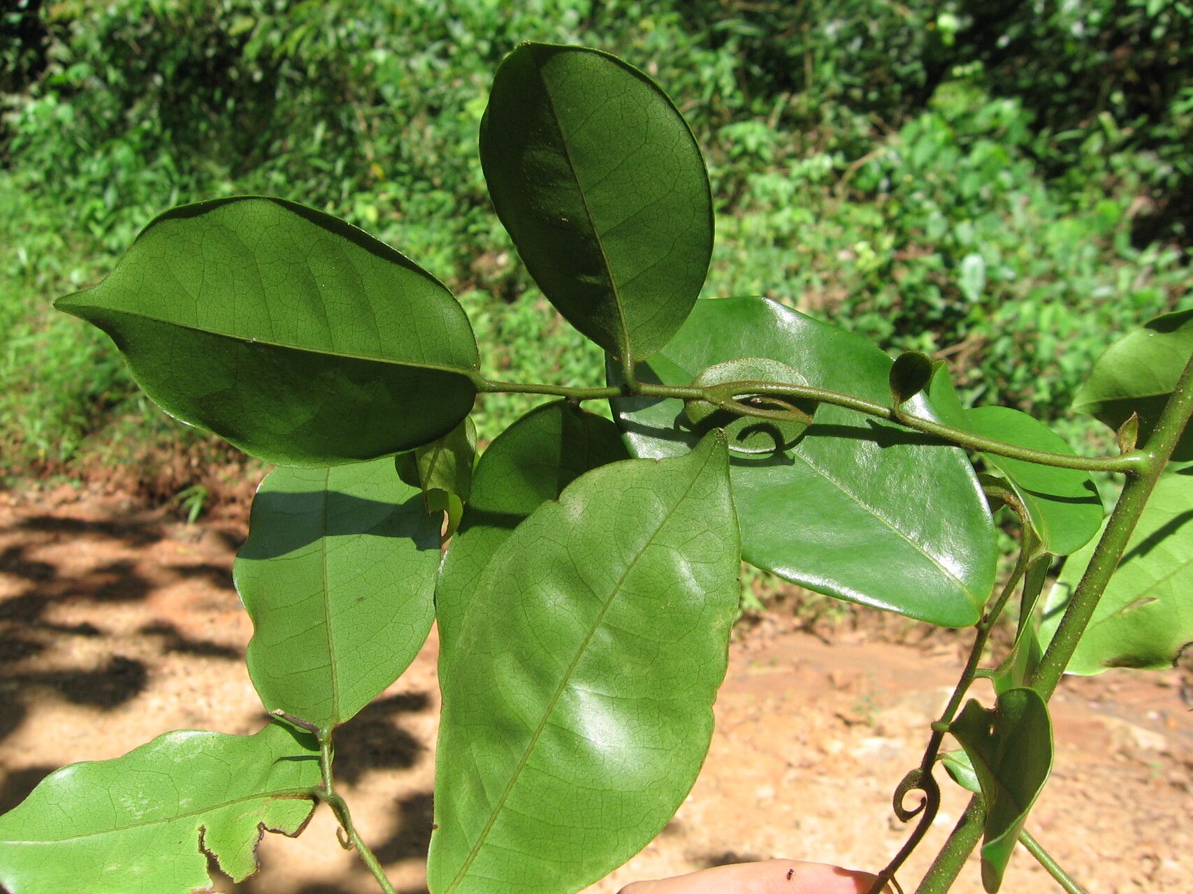 Artabotrys modestus leaf