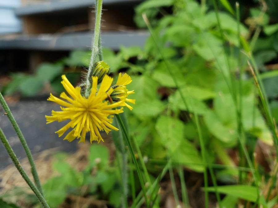 Hieracium pilosella flower