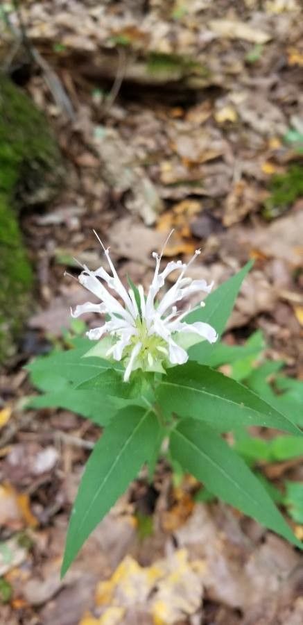Monarda clinopodia flower