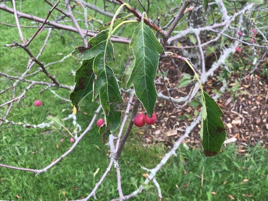 Malus toringoides leaf