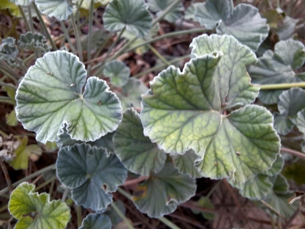 Pelargonium sidoides leaf