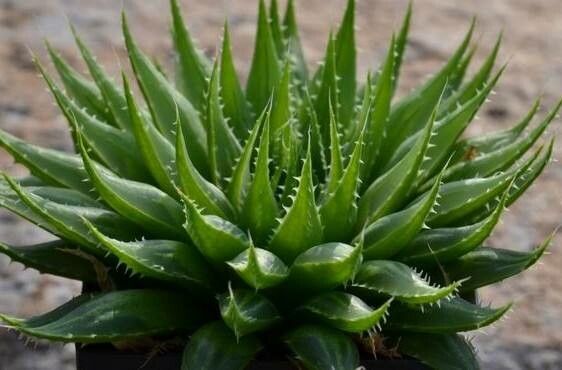 Haworthia rossouwii — houseplant care guide
