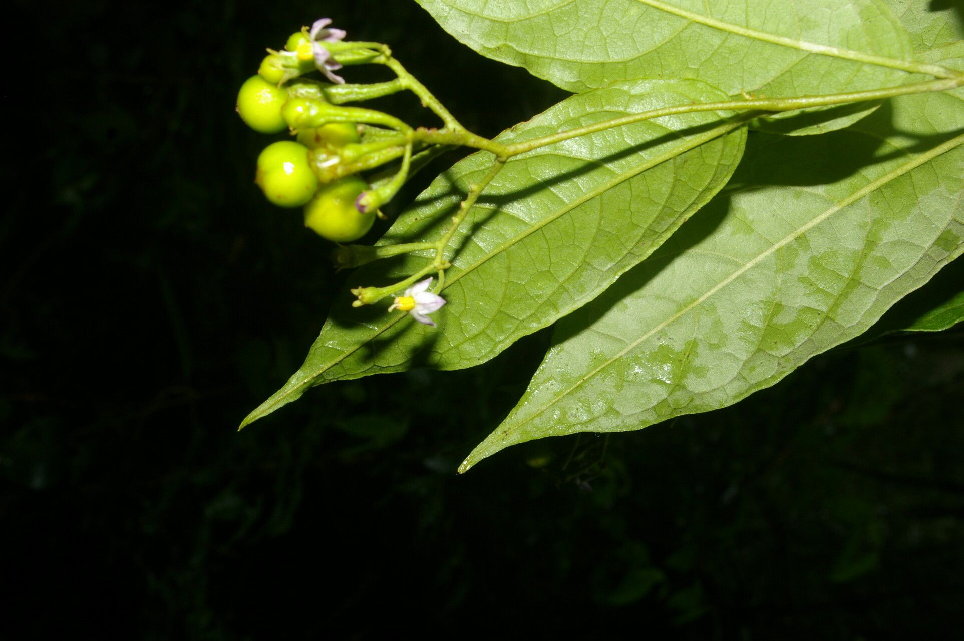Solanum celsum flower