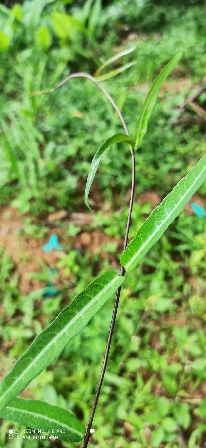 Hemidesmus indicus leaf
