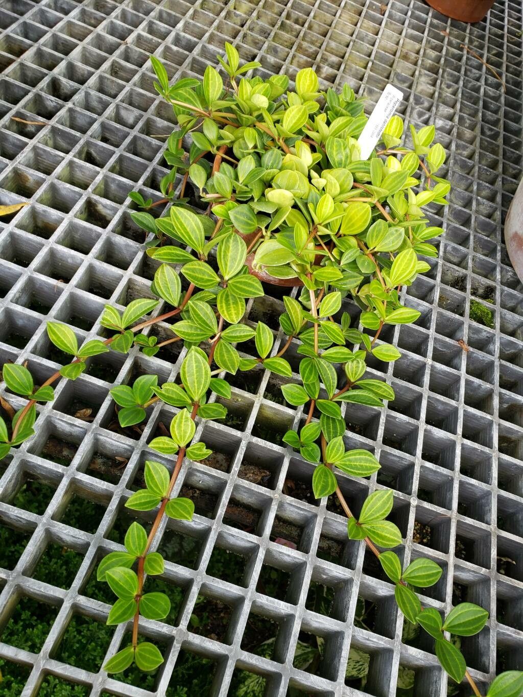 Peperomia dahlstedtii habit