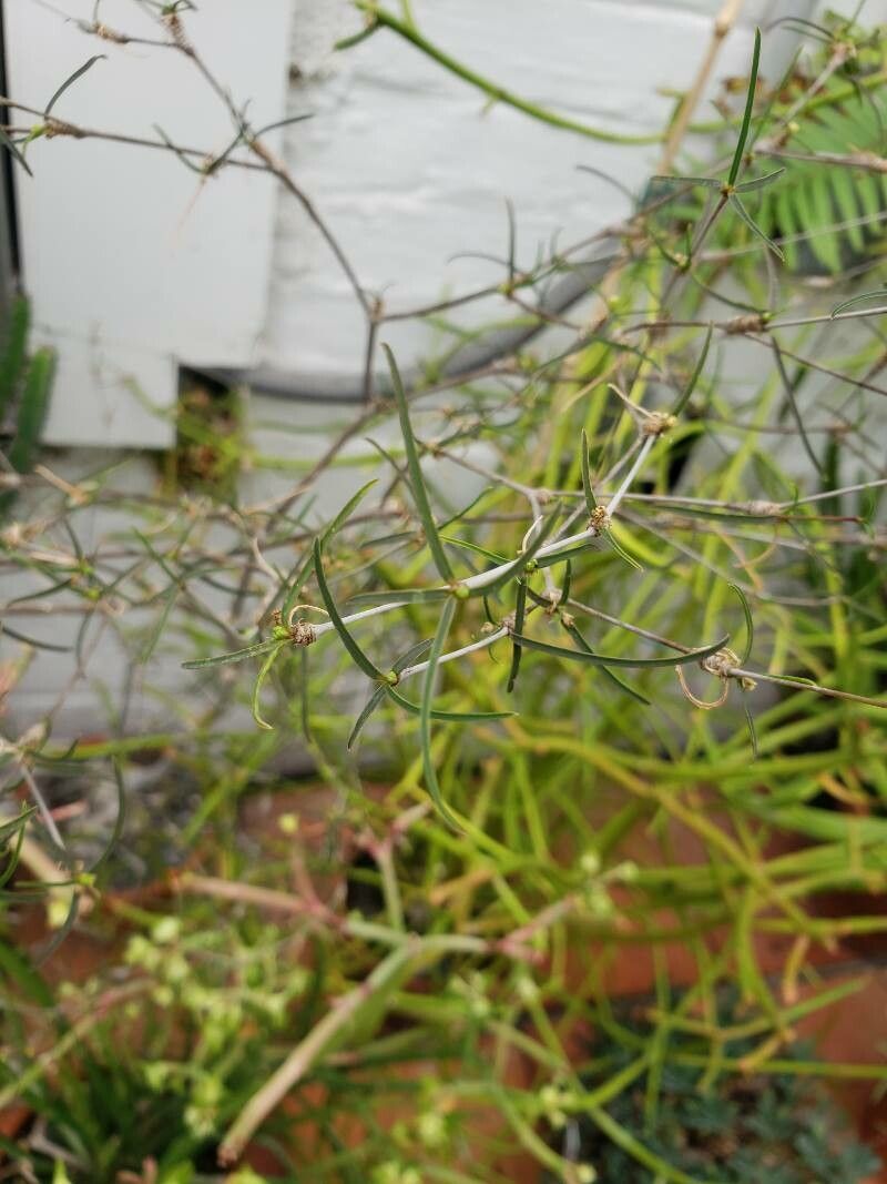 Euphorbia hedyotoides — houseplant care guide