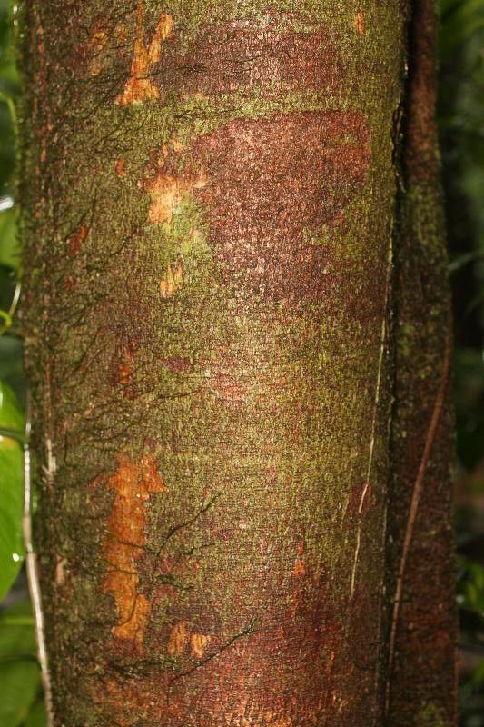 Apeiba petoumo bark