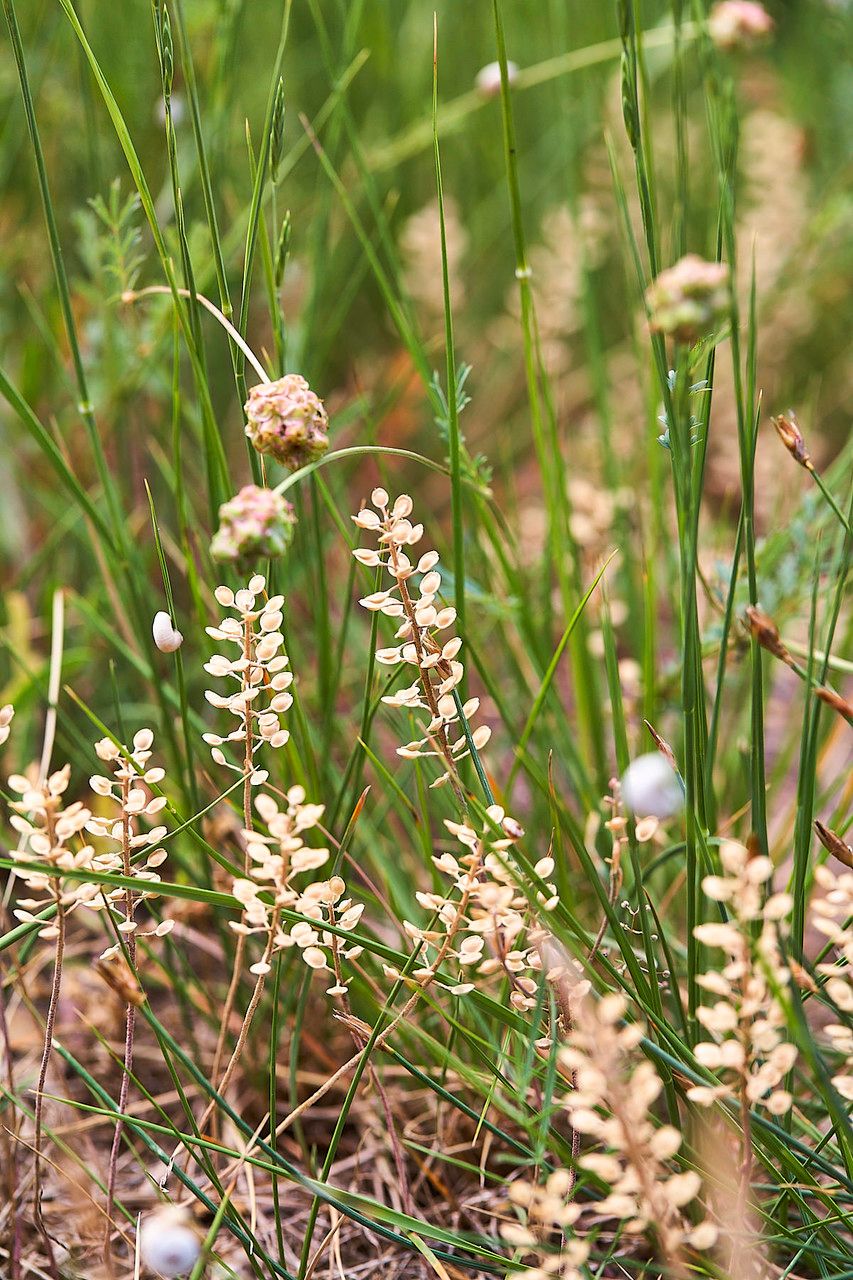 Lepidium nitidum habit