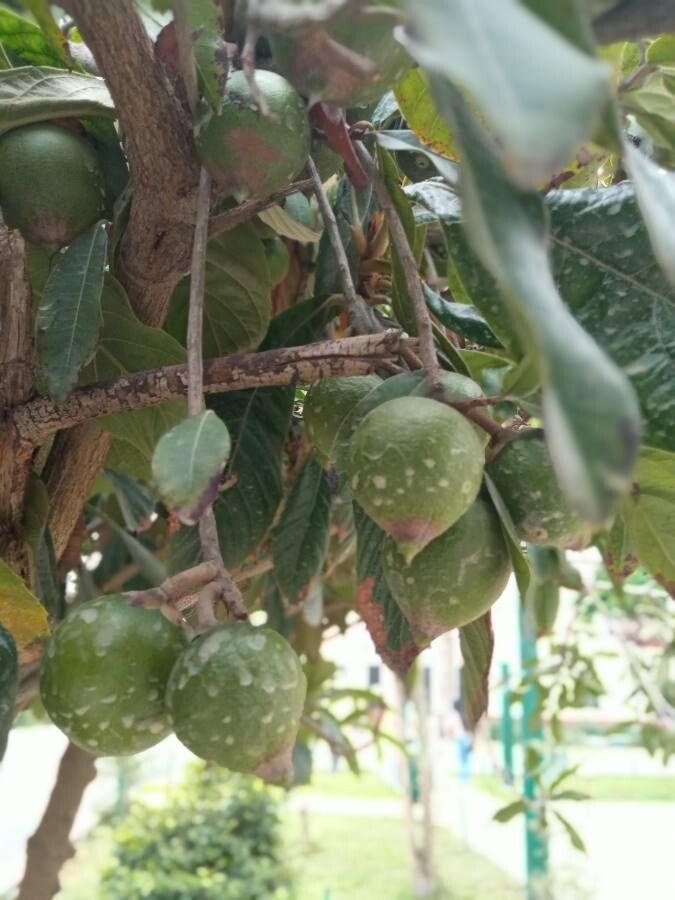 Pouteria lucuma fruit