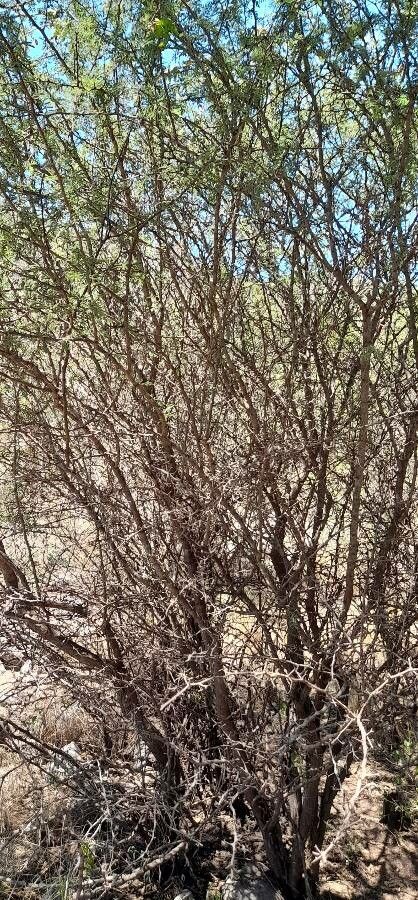 Acacia furcatispina habit