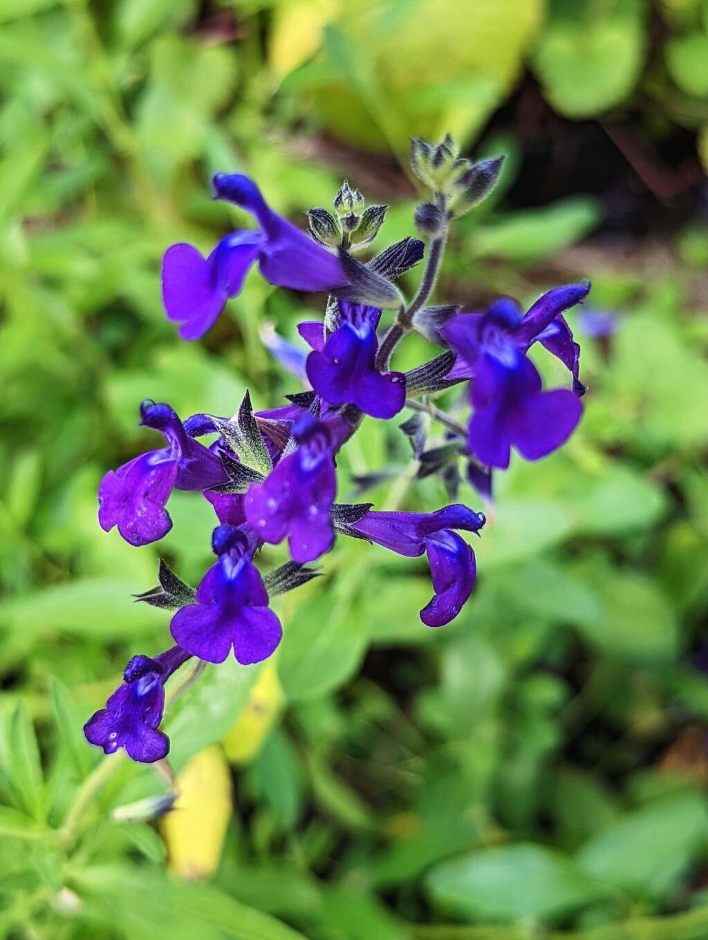 Salvia coahuilensis flower