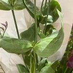 Eustoma grandiflorum