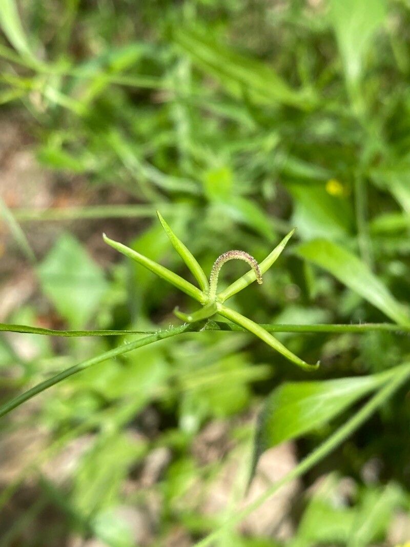 Rhagadiolus edulis fruit