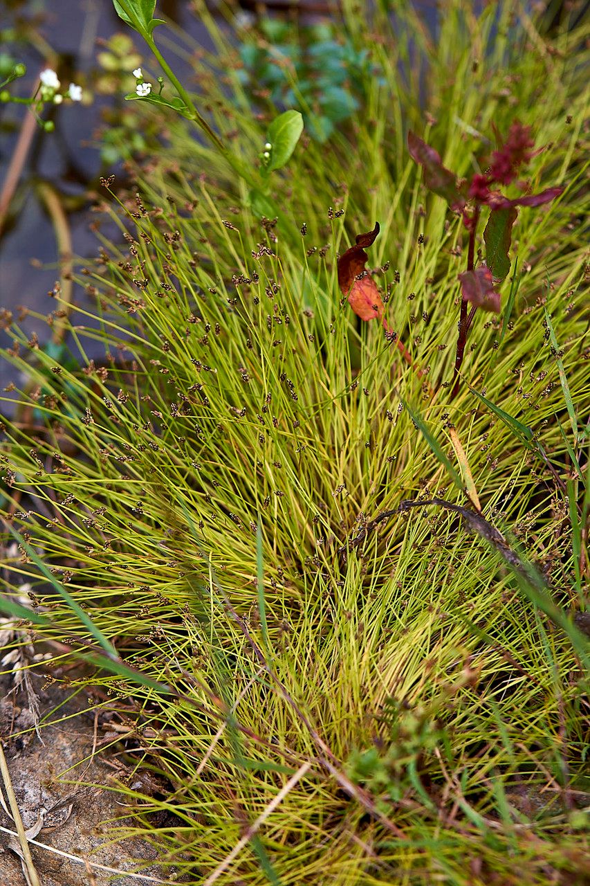 Isolepis setacea leaf