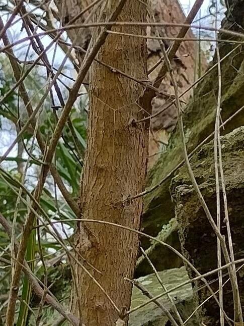 Angophora crassifolia bark