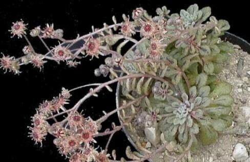 Monanthes brachycaulos — related species from the same genus