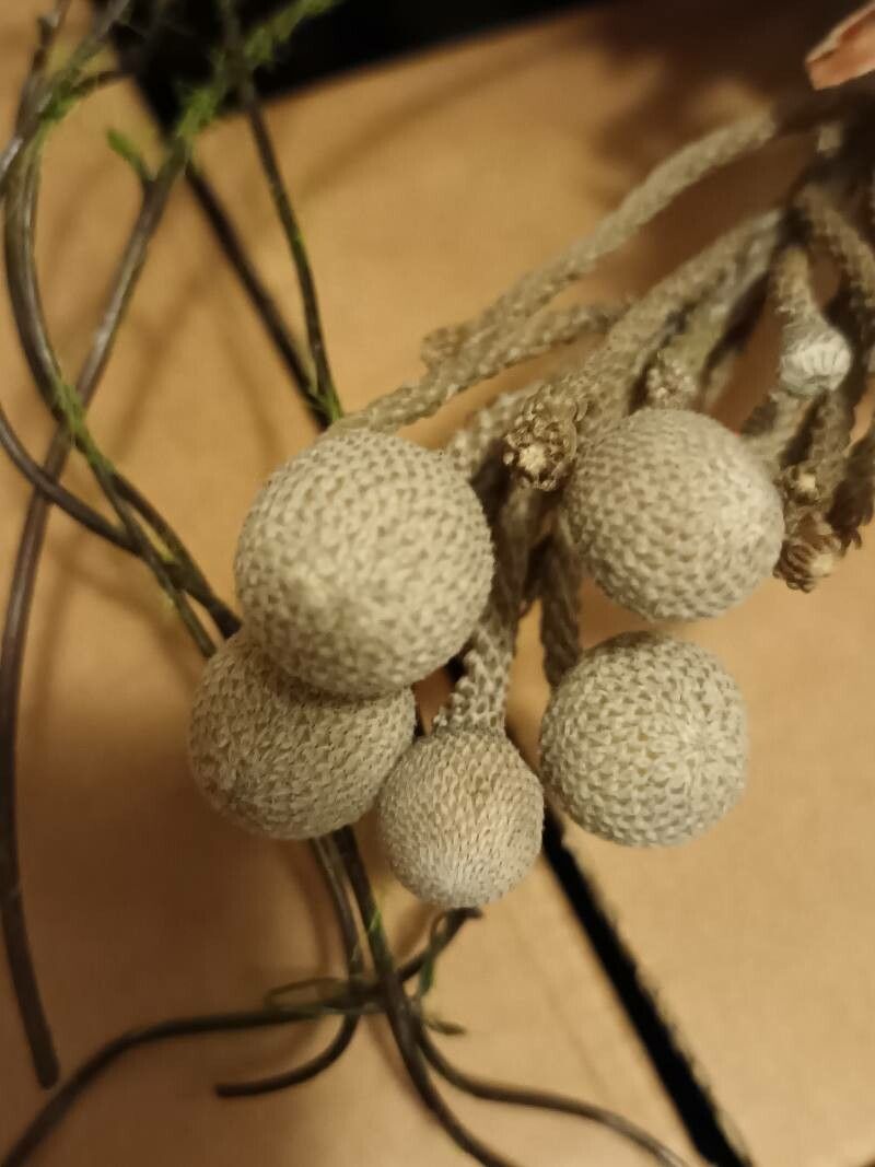 Berzelia albiflora fruit