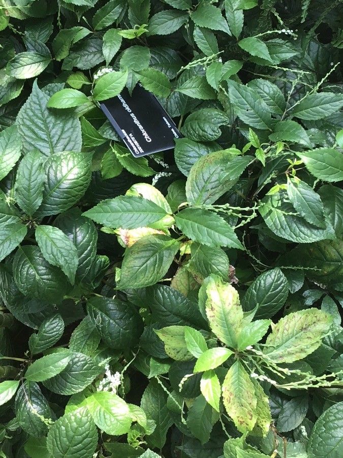 Chloranthus oldhamii — houseplant care guide