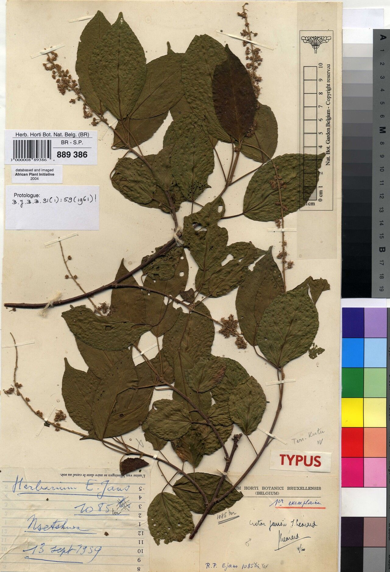 Croton jansii — houseplant care guide