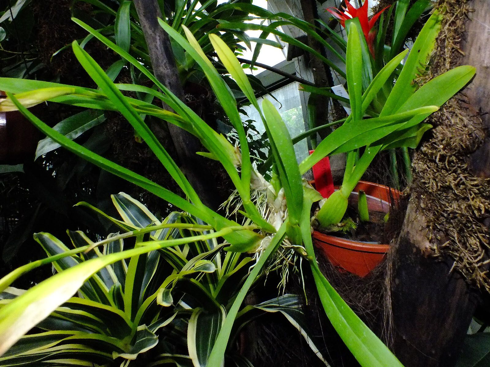 Miltonia Spectabilis