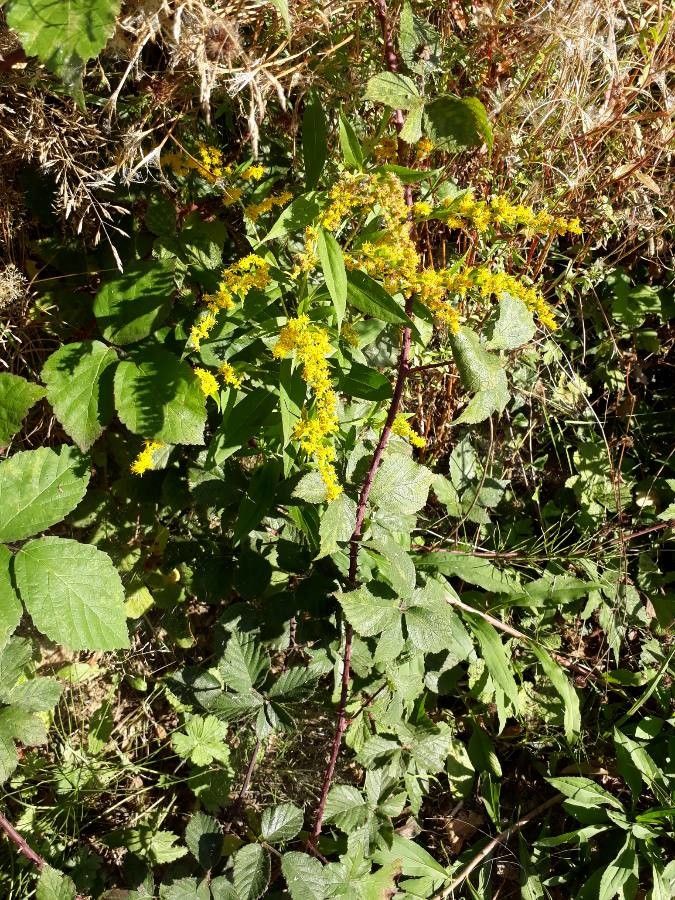 Solidago virgaurea habit
