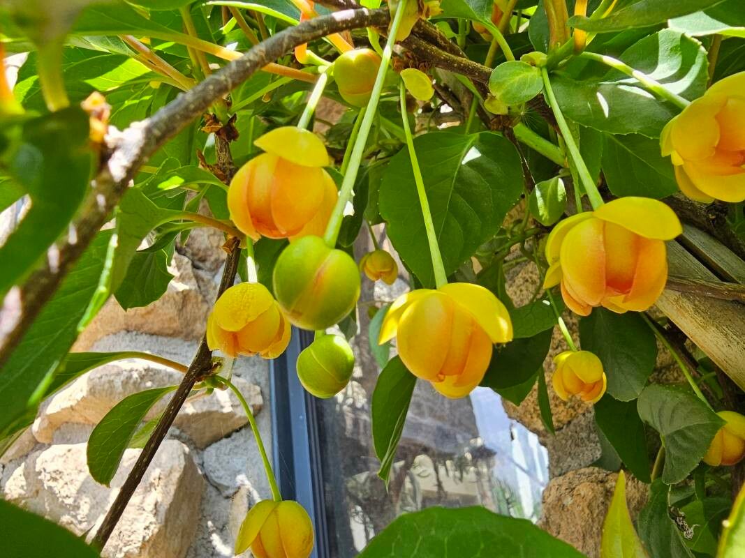 Schisandra arisanensis — related species from the same genus